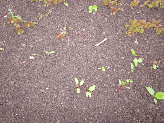 e0181260_20393385.jpg