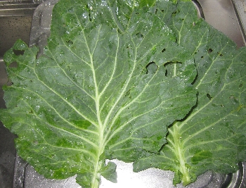 f0003283_1942196.jpg