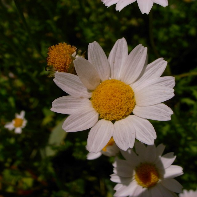 c0160387_7382662.jpg