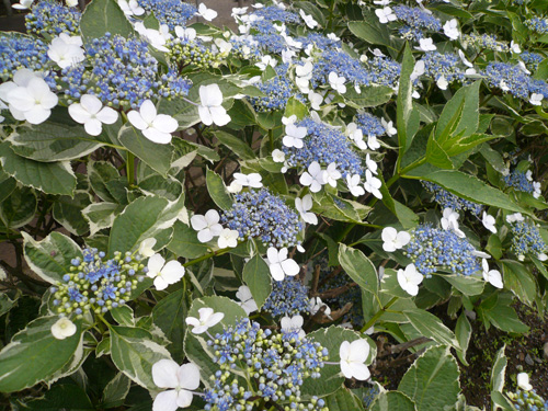 d0016587_2131269.jpg