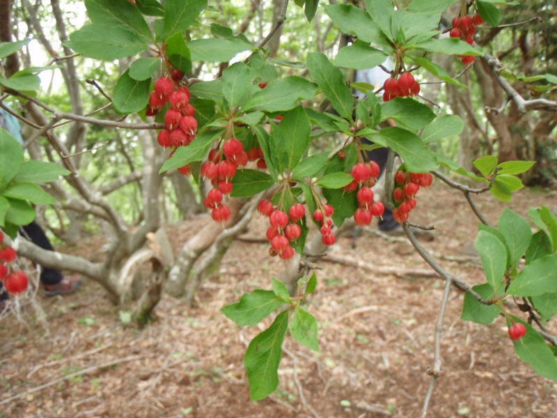 b0039898_12331120.jpg