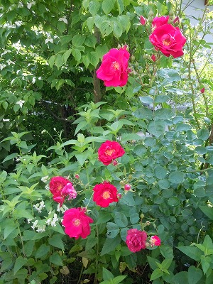c0117007_20473333.jpg