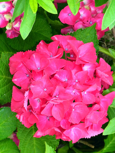 e0083517_5454177.jpg