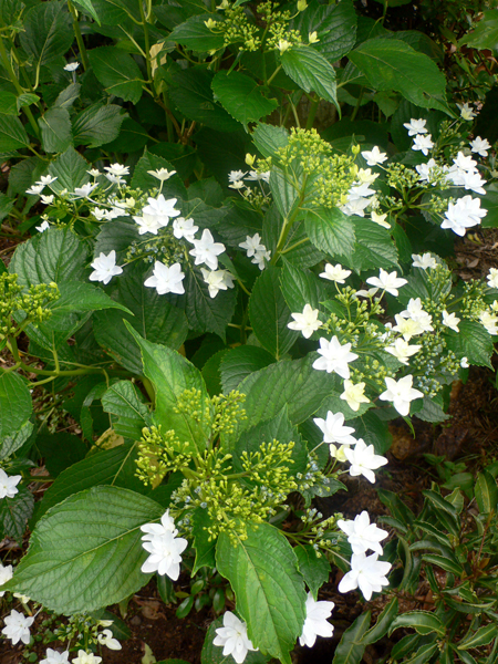 f0060424_9184837.jpg