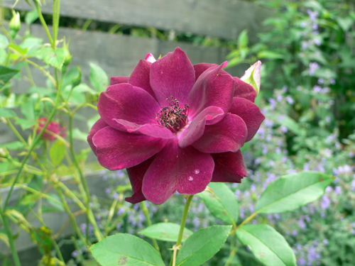 f0060424_9202116.jpg