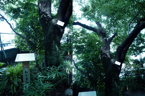 d0037233_9571137.jpg