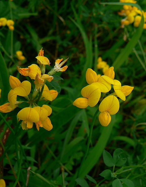 d0091754_0132689.jpg