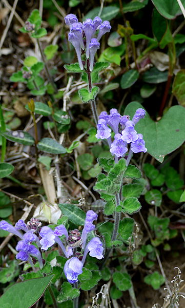 d0091754_0441969.jpg