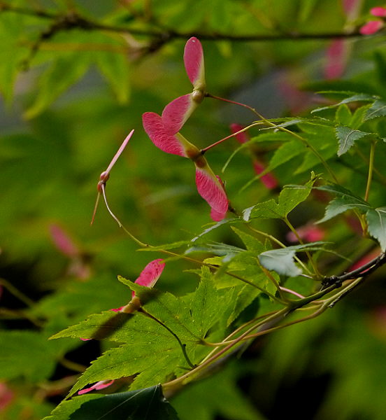 d0091754_2142880.jpg