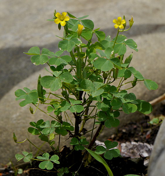 d0091754_2241927.jpg