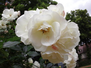 b0208756_18342182.jpg