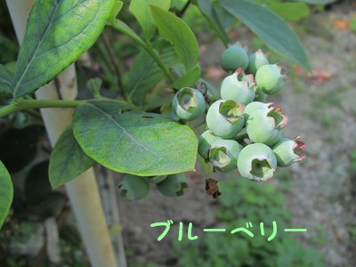 f0003174_16304459.jpg