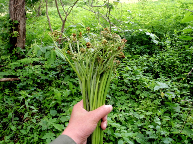 a0007388_12215138.jpg