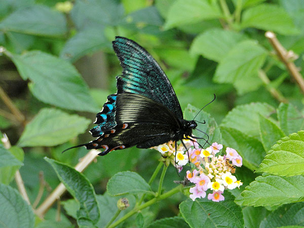 b0033112_233788.jpg