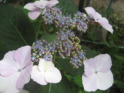 f0139520_2347914.jpg