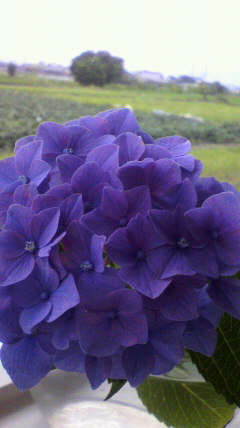 e0178225_7225359.jpg