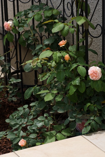 e0021328_15224650.jpg