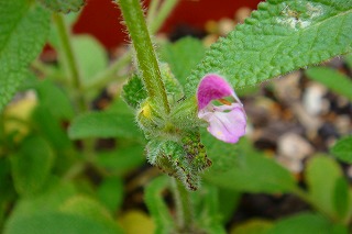 b0200747_1919100.jpg