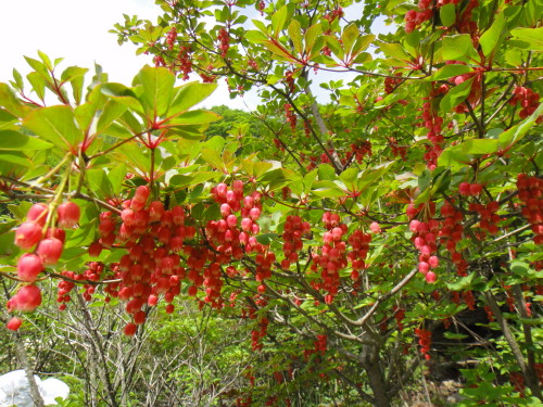 c0179351_13285844.jpg