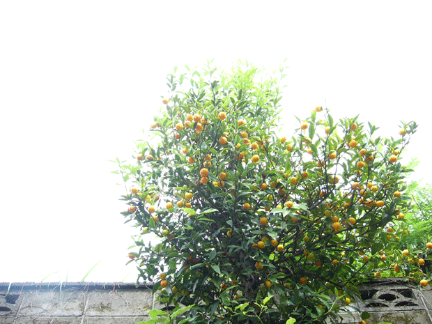 c0225153_2321060.gif
