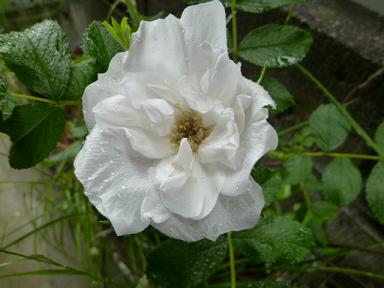c0141555_21421569.jpg