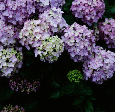a0140890_10494763.jpg