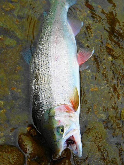 e0202393_21533439.jpg