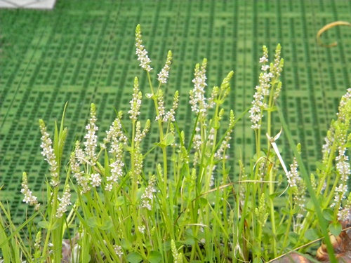 f0138093_032564.jpg