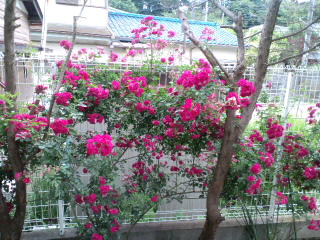 c0023399_7101455.jpg