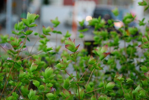 e0128909_2052505.jpg