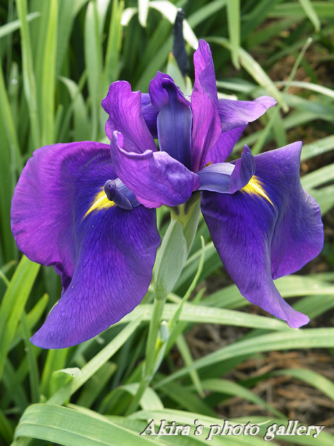 a0042211_9112375.jpg