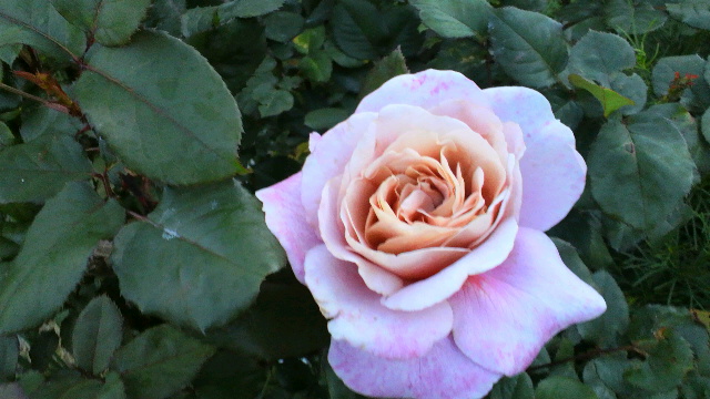 b0035611_20542186.jpg