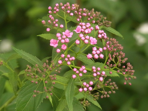 c0223117_16525479.jpg