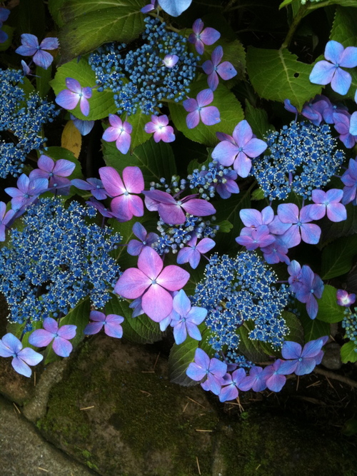 a0135320_623136.jpg