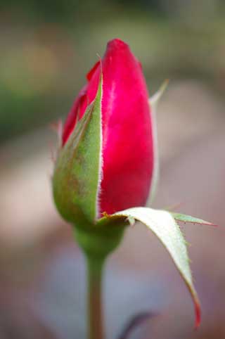 c0098228_5333275.jpg