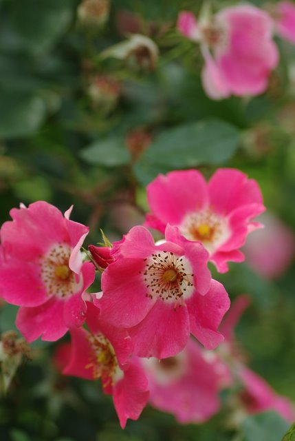 e0171336_3215759.jpg