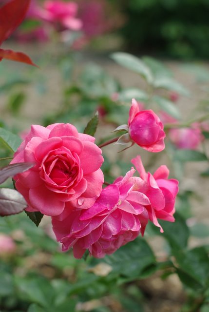 e0171336_3305870.jpg