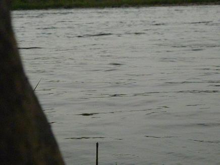 d0182245_21303611.jpg