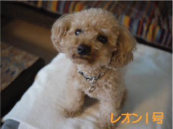 b0182846_19523420.gif