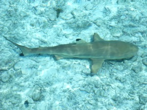 f0190653_10351223.jpg