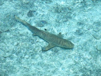 f0190653_1035799.jpg