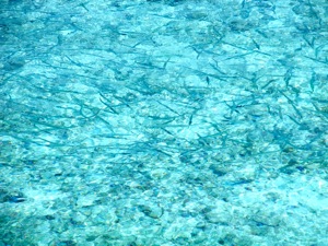 f0190653_10373393.jpg