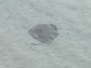 f0190653_16345393.gif