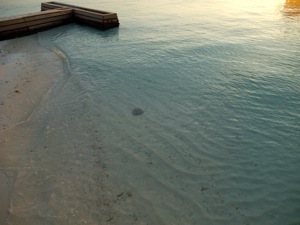 f0190653_1635753.jpg
