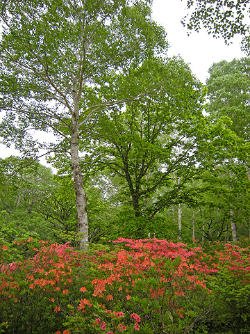 a0001354_2191369.jpg