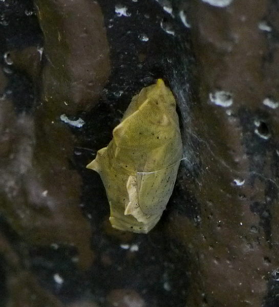 d0091754_2272017.jpg