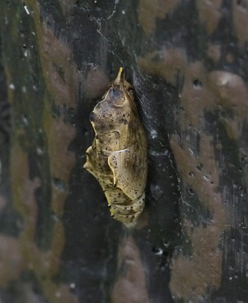 d0091754_2281460.jpg
