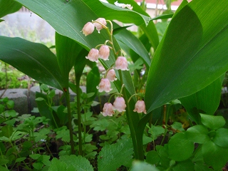 e0004756_21141550.jpg