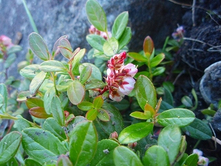 e0004756_21152099.jpg
