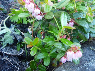 e0004756_21155145.jpg